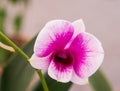 Yukidian orchid , pink orchid