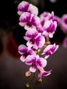 Yukidian orchid , pink and white orchid