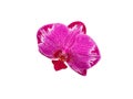 Yukidian orchid in white background, pink orchid