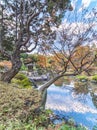 Yukimi stone lantern appearing between quilted pines in the manner of a Ukiyoe print in the Kyufurukawa Garden in Tokyo