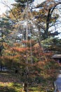 Yukitsuri ropes for preserving trees in Kenrokuen garden in Kanazawa Japan