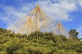 Yukitsuri ropes for preserving trees in Kenrokuen garden in Kanazawa Japan