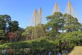 Yukitsuri ropes for preserving trees in Kenrokuen garden in Kanazawa Japan