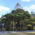 Yukitsuri ropes for preserving trees in Kenrokuen garden in Kanazawa Japan