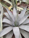 Yukka grows on stones natyre botanical design