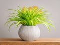 a yukka plant in a pot Royalty Free Stock Photo