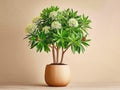a yukka plant in a pot Royalty Free Stock Photo