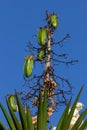 Yukka tree seed flower pods hanging on tree