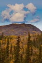 Yukon Gold - Fall in Yukon Territory, Canada Royalty Free Stock Photo