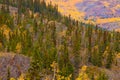 Yukon Gold - Fall in Yukon Territory, Canada Royalty Free Stock Photo
