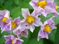 Yukon gold potato flower