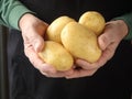 Yukon gold potatoes in hands