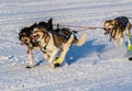 2016 Yukon Quest sled dogs Royalty Free Stock Photo