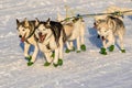 2016 Yukon Quest sled dogs Royalty Free Stock Photo