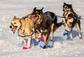 2016 Yukon Quest sled dogs Royalty Free Stock Photo