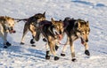 2016 Yukon Quest sled dogs Royalty Free Stock Photo