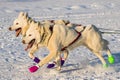 2016 Yukon Quest sled dogs Royalty Free Stock Photo