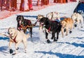 Yukon Quest sled dogs Royalty Free Stock Photo