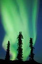 Yukon taiga spruce Northern Lights Aurora borealis Royalty Free Stock Photo