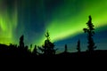 Yukon taiga spruce Northern Lights Aurora borealis Royalty Free Stock Photo