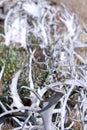 Yukon Territories, Canada. Fence of mixed caribou and moose antlers. Royalty Free Stock Photo