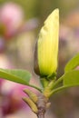 Yulan bud Royalty Free Stock Photo
