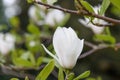 Yulan Magnolia denudata with a fragrant, cup-shaped white flower Royalty Free Stock Photo