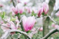 Yulan magnolia flower in Spring Royalty Free Stock Photo