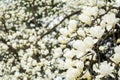 Yulan magnolia flowers Royalty Free Stock Photo