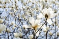 Yulan magnolia flowers Royalty Free Stock Photo