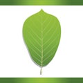 Yulan magnolia leaf. Vector illustration decorative design
