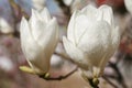 Yulan magnolia Royalty Free Stock Photo