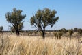 Yulara fields and trees with large flat surroundings, Red Center, Australia