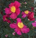 Yuletide Camelia Blossom Cluster