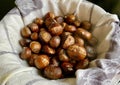 Plate with freshly baked brown chestnuts in autumn Royalty Free Stock Photo