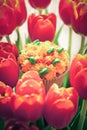 Yummy cupcake and red tulips on light background. Selective focus. Toned