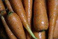 Yummy farm fresh carrots