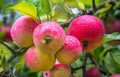 Group of beautiful aromatic apples in a garden. Malus domestica Royalty Free Stock Photo