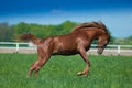 Yumping arabian stallion