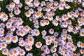 Yun-Nan Aster flowers