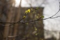 Yung earrings and liaves on birch branches, closeup photo in the fall on a red background