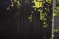 Yung earrings and liaves on birch branches, closeup photo in the fall on a red background. Royalty Free Stock Photo