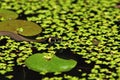 Yung grass snake (Natrix natrix) Royalty Free Stock Photo