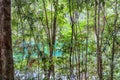 Yungaburra Forest in Australia