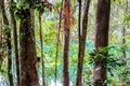 Yungaburra forest in Queenslad, Australia