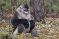 Yunnan Black Snub-Nosed Monkey Rhinopithecus Bieti