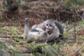 Yunnan Black Snub-Nosed Monkey Rhinopithecus Bieti Royalty Free Stock Photo