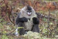 Yunnan Black Snub-Nosed Monkey Rhinopithecus Bieti Royalty Free Stock Photo