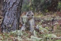 Yunnan Black Snub-Nosed Monkey Rhinopithecus Bieti Royalty Free Stock Photo