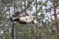 Yunnan Black Snub-Nosed Monkey Rhinopithecus Bieti